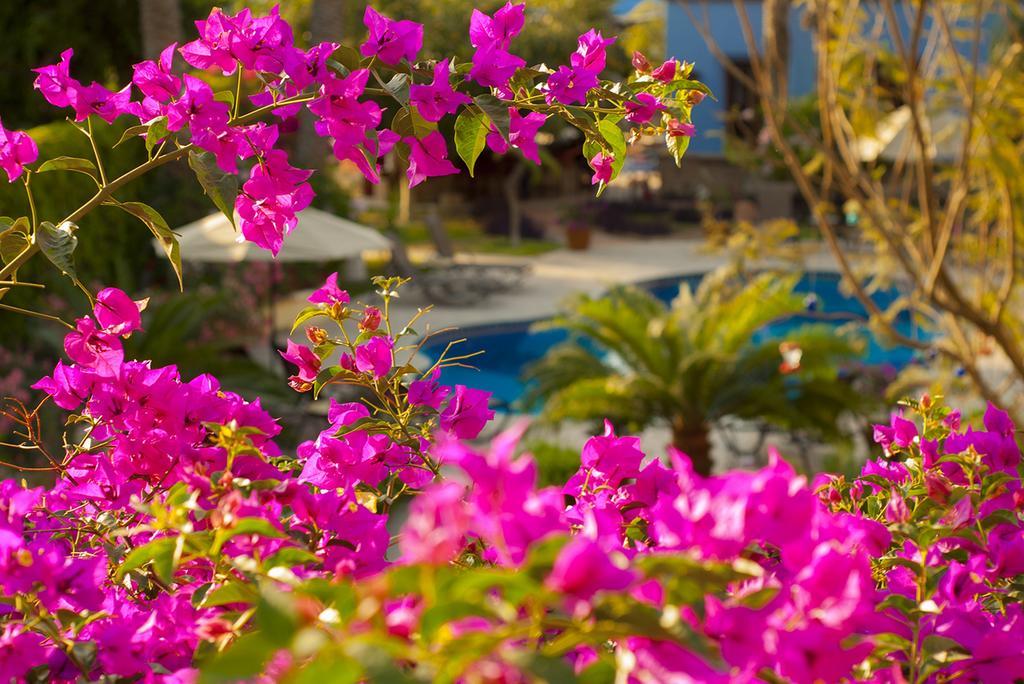 El Encanto Inn & Suites San José del Cabo Exterior foto